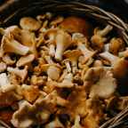 Les millors rutes per anar a buscar bolets si t’allotges a l’hotel Jaume Balmes de Vic