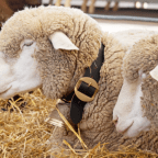 Mercat del Ram 2025 a Vic: tradició, territori i agrogastronomia