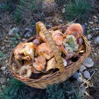 Osona, una terra feta per als boletaires