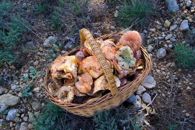 Osona, una terra feta per als boletaires